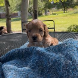 Cavapoo Puppies from Montana Cavapoo