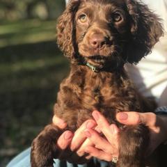 Boykin Spaniel Puppies from Flyin W Boykins