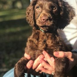 Boykin Spaniel Puppies from Flyin W Boykins