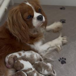 Cavalier King Charles Spaniel Puppies from Hill country cavaliers