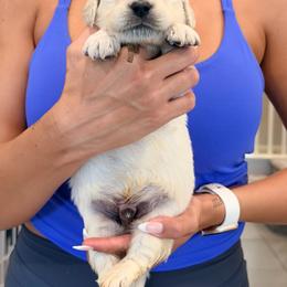 Golden Retriever Puppies from Robinson Retrievers