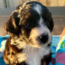 Lola - Black tri female Miniature American Shepherd puppy in Crowley, Texas from Nelson's Aussies and Aussiedoodles