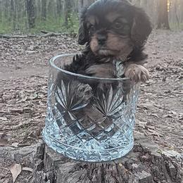 Parker - Black and tan male Cavalier King Charles Spaniel puppy in Villa Rica, Georgia from Georgia Alabama Cavaliers