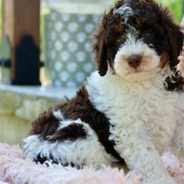 Grace - Brown and white female Bernedoodle puppy in Muskogee, Oklahoma from Lawler’s Legacy Litters
