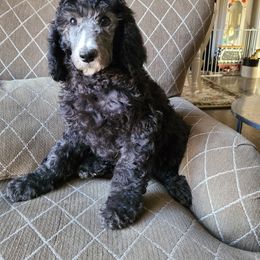 Poodle Puppies from Hickory Hills Poodles