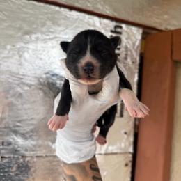 Boy 3 - Black and white male Siberian Husky puppy in Uhland, Texas from Siberian Huskies