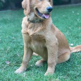 Golden Retriever All Grown Up from Trisha Ferris' Golden Retrievers