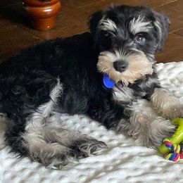 Miniature Schnauzer Puppies from A'Lord Miniature Schnauzer