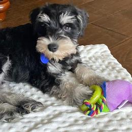 Miniature Schnauzer Puppies from A'Lord Miniature Schnauzer