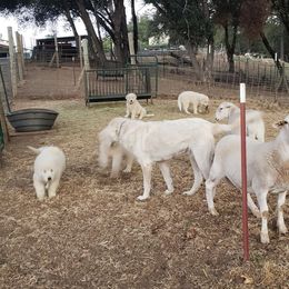 Maremma Sheepdog Puppies from Unfinished Acres