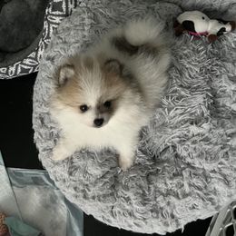 Pomeranian Puppies from POMS USA