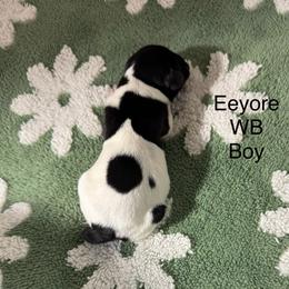 Eeyore - Black and white male German Shorthaired Pointer puppy in Aitkin, Minnesota from Whispering’s GunDogs