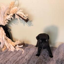 Capri - Black female Pug puppy in Smiths Station, Alabama from Magnolia Pugs