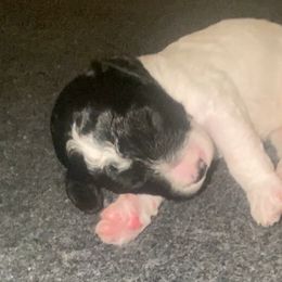 Coffee Bean - Black and white female Sheepadoodle puppy in Columbia, Tennessee from Primrose Cottage Puppies