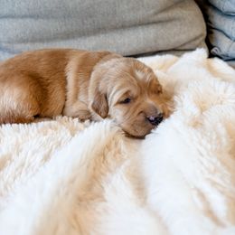 Light blue collar - Golden male Golden Retriever puppy in Lehi, Utah from Open Star Goldens