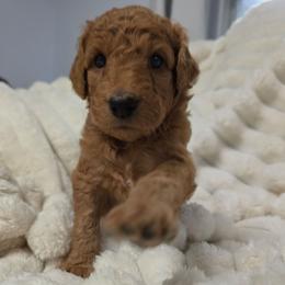 Annie - Red female Labradoodle puppy in Lansing, North Carolina from Murphy Manor Mountain Doodles