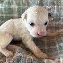 Vhhl boy - White and black male Chinese Crested puppy in Rockvale, Tennessee from Cosmic Chinese Cresteds & Wind-Echo Poodles