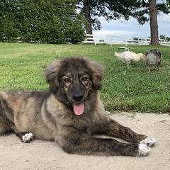 Karakachan All Grown Up from Dominion Farms Karakachans