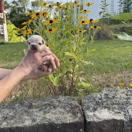 Iris cream girl - Cream female French Bulldog puppy in Rhode Island from Hope Valley Hounds