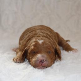 Monty - Apricot male Goldendoodle puppy in Somerset, Ohio from Odyssey Pups