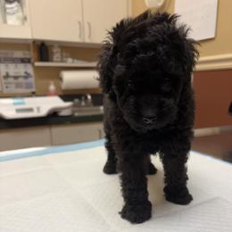 Sakura - Black female Poodle puppy in Chattanooga, Tennessee from SoftPaw Kennels