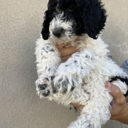 Sheepadoodle Puppies from Pretty Perfect Pups