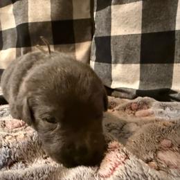 Grey - Charcoal male Dilute Retriever puppy in Marion, Illinois from Summer Lovin’ Labradors of Southern Illinois