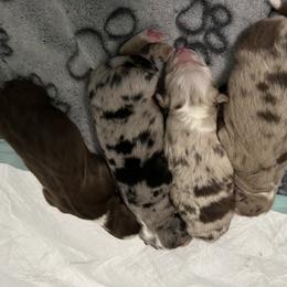 Miniature Australian Shepherd puppies from Shelli's Puppies