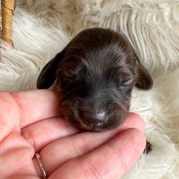 Dachshund Puppies from Itty Bitty Dachshunds