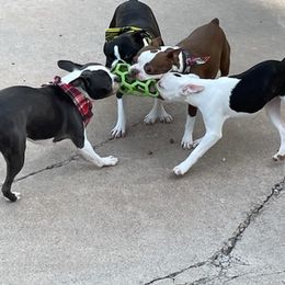 Boston Terriers from Desert Boston Terriers