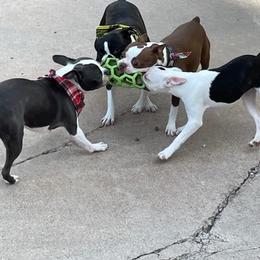Boston Terriers from Desert Boston Terriers