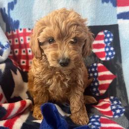 Kenzie - Red  female Poodle puppy in Mayville, Michigan from Kathy Maize