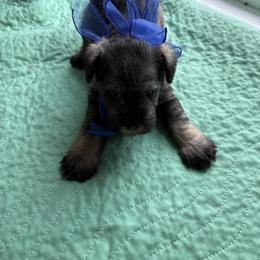Puppy 1 - Salt and pepper male Miniature Schnauzer puppy in Osseo, Michigan from Kathy's Mini Schnazuers