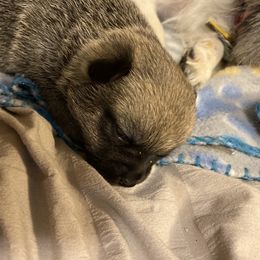 Pomeranian All Grown Up from Nikki’s Poms