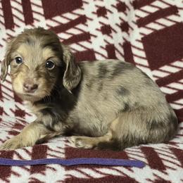 Girl 4 - Chocolate and cream female Dachshund puppy in Jackson's Gap, Alabama from Lake Martin Doxies