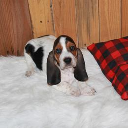 Gabby - Black white and brown female Basset Hound puppy in Dover, Arkansas from S&S American Bassets