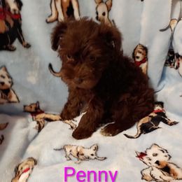 Penny - Liver female Miniature Schnauzer puppy in Midland, Texas from Shebbies Puppy Palace