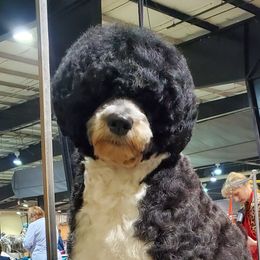MAGGIE - Portuguese Water Dog