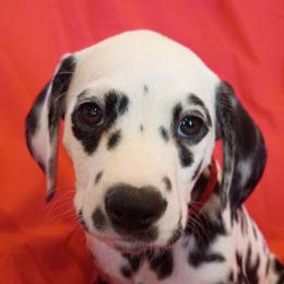 Red Girl - White and black female Dalmatian puppy in Spring Branch, Texas from D'vine Dalmatians