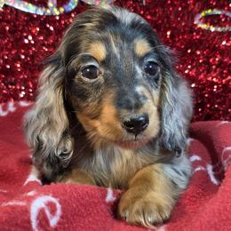 Boy 5 - male Dachshund puppy in Polo, Missouri from Cool Runnin Dachshunds