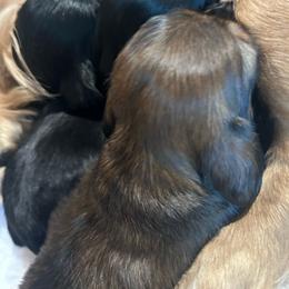 Poppi - Chocolate female Dachshund puppy in Proctor, Montana from Blue Star Dachshunds
