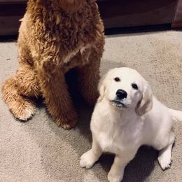 Goldendoodles and Poodles from Brightleaf Goldendoodles