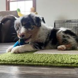 Aussiedoodle, Australian Shepherd, Poodle, Shihpoo, and Shih Tzu Puppies from Rockiń N Kennel