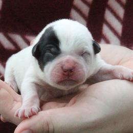 Aspen - Yellow - Blue female Australian Cattle Dog puppy in Colbert, Oklahoma from LoveAHeeler