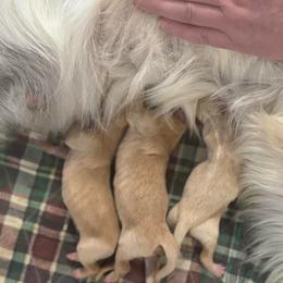Natasha - Golden female Golden Retriever puppy in Payette, Idaho from Stonewick Retrievers