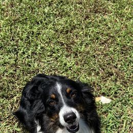 Maggie - Miniature Australian Shepherd