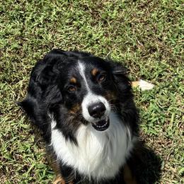 Maggie - Miniature Australian Shepherd