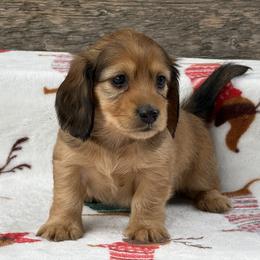 Dachshund Puppies from Hart of Doxie