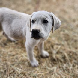 CHARM Boy 5 - Labrador Retriever puppy in Priest River, Idaho from Lazy Daisy Labs