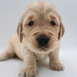 Golden Retriever Puppies from Wild Hearts Goldens